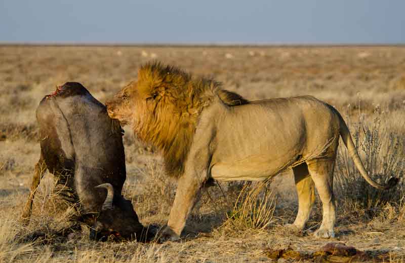 71 - Namibia - leones comiendo - parque nacional de Etosha